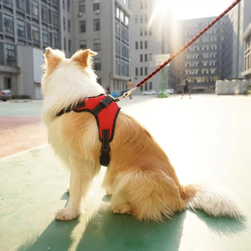 Pettorina regolabile per cani
